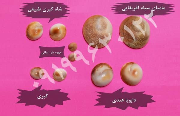 انواع-مهره-مار